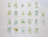 Vingt-deux plantes médicinales - Persistances des simples
